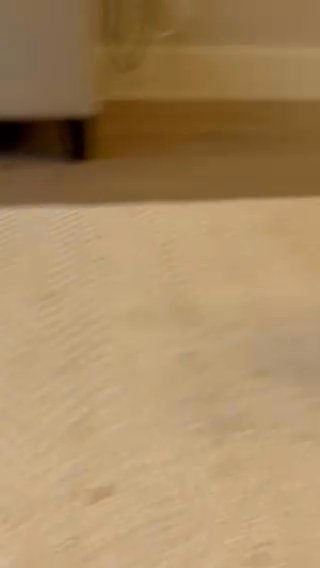 Maltipoo - Needing Home in Frisco, Texas