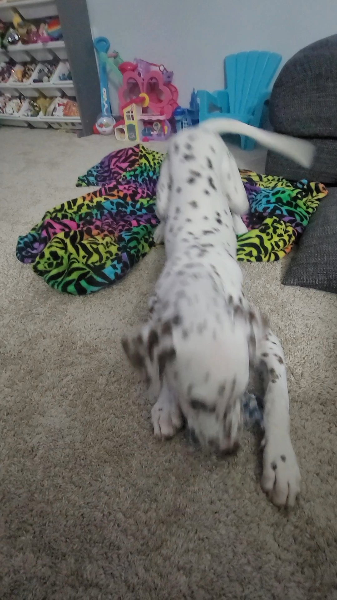 Liver Female Dalmation For Sale in Niceville, Florida