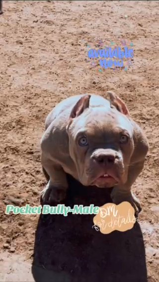 Male Pocket Bully in Albuquerque, New Mexico