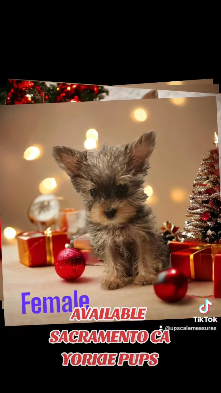 Micro Yorkie in Sacramento, California