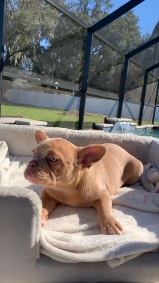 Isabella Sable Tri French Bulldog in Tampa, Florida