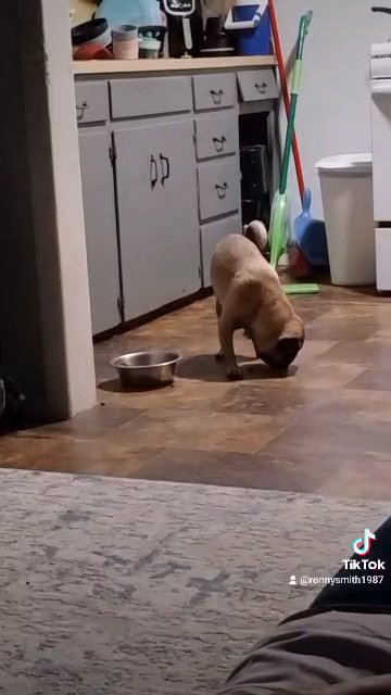 male pug in Oklahoma City, Oklahoma