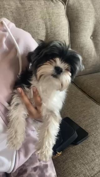 Yorkie in Des Moines, Iowa