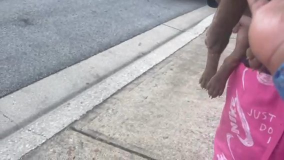 Mirco Bullies in Austin, Texas