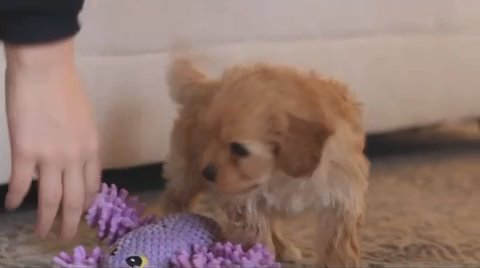 Cavapoo in New York City, New York