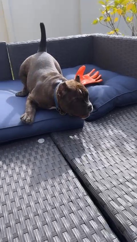 micro bullie in Orlando, Florida