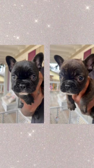 French BullDogs in Brandon, Mississippi