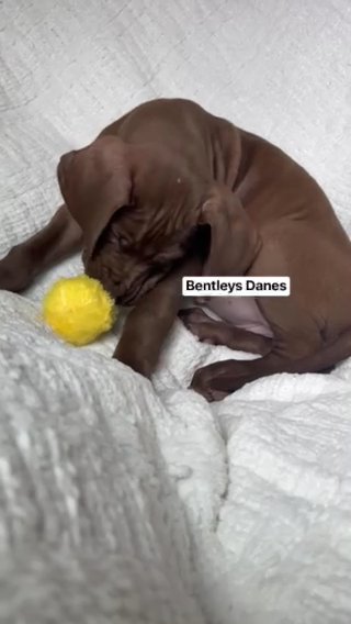 Chocolate Female 2 in Bloomington, Illinois