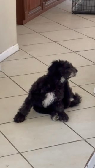 Standard Poodle in Coral Springs, Florida