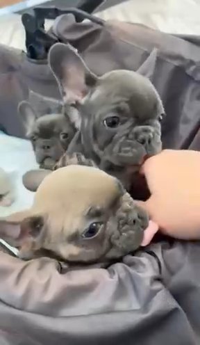 Full Akc Or Pet Home Only French Bulldogs in Chicago, Illinois