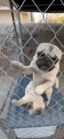 Female pug 5 Months in El Paso, Texas