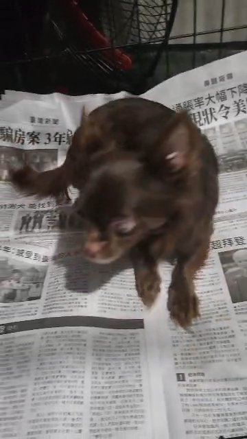 $800  GIRL LONGHAIR CHIHUAHUA BROOKLYN  NYC in New York City, New York