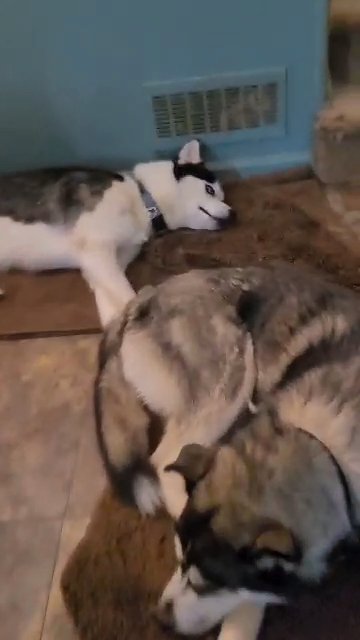 AKC registered Siberian Huskies in Redan, Georgia