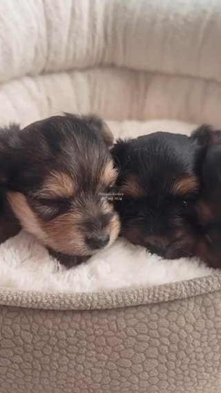 Precious yorkies in Springfield, Missouri