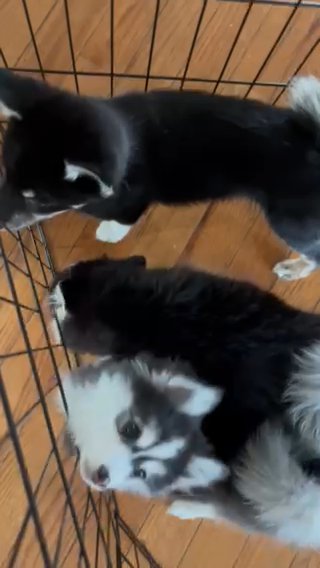 3 Month Old Pure K2 Pomsky in Warwick, Rhode Island