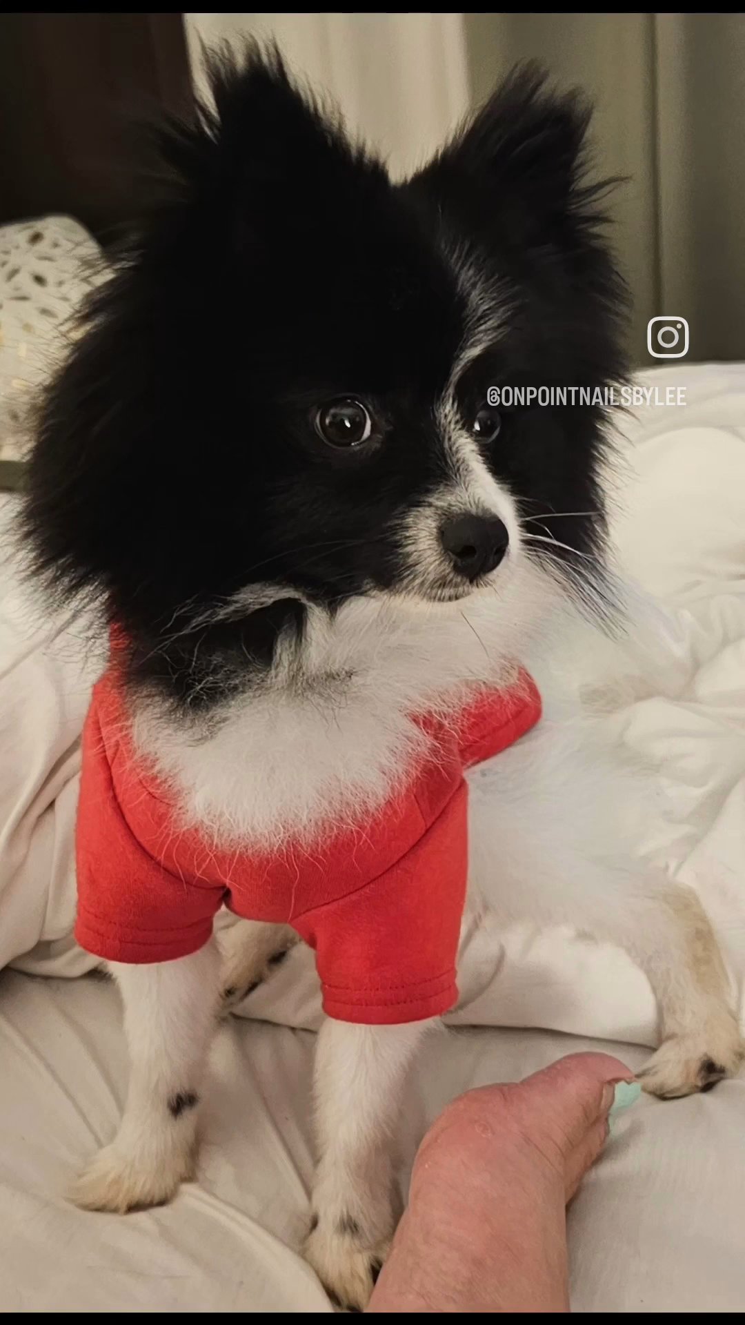 Male Pomeranian in Jacksonville, Florida