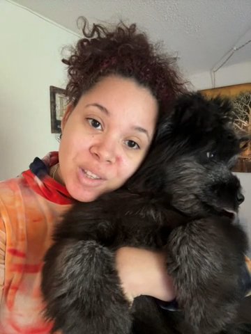 Chow Chow Puppy in Orlando, Florida