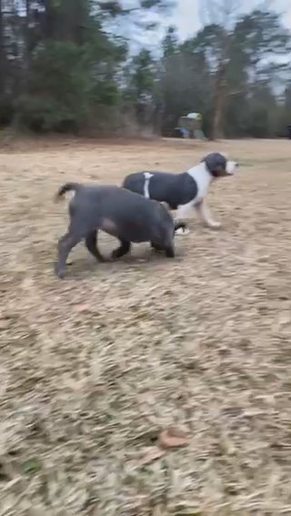 American Bully Puppies in Greenville, North Carolina