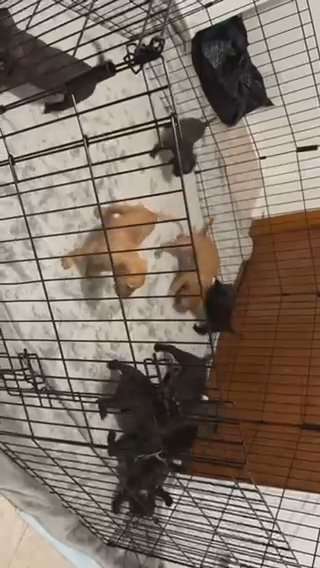 BULLYPIT/ ROTTIE PUPPIES in Rome, New York