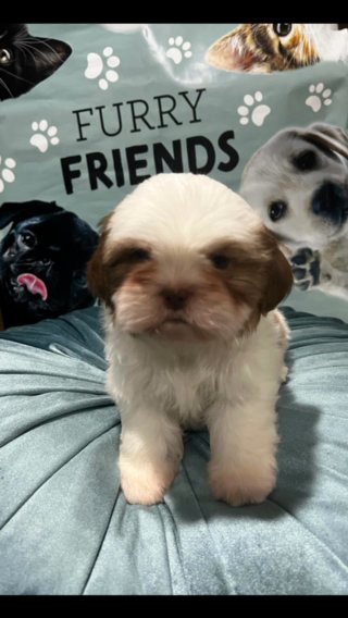 Shit Tzu in Arlington, Texas