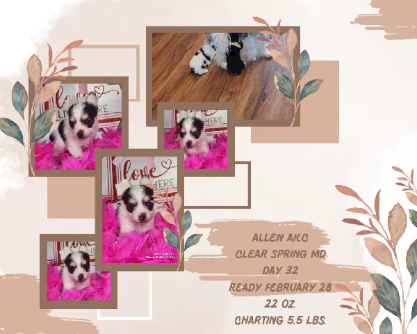 reserved - Allen AKC in Washington, District of Columbia