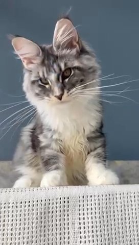 Maine Coon Female Reserved in Newtown, Pennsylvania