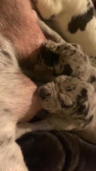 Great Dane Puppies For Sale in Tampa, Florida