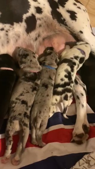 Great Danes Puppys in Tampa, Florida