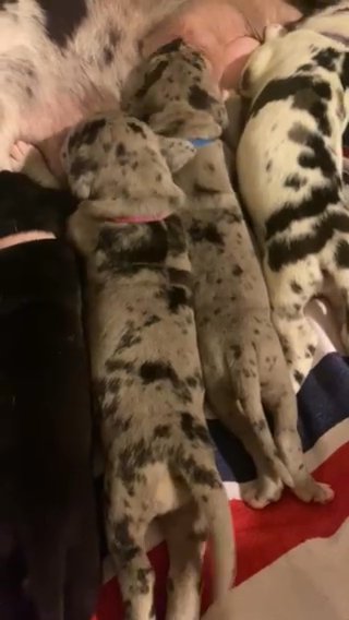 Great Dane Puppies!!!! in Tampa, Florida