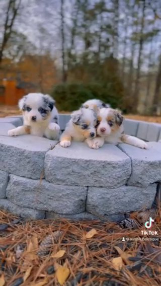 Australian Shepherd Puppies in Atlanta, Georgia