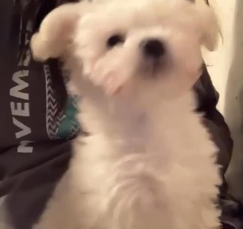 Toy Poodle in Montgomery, Alabama