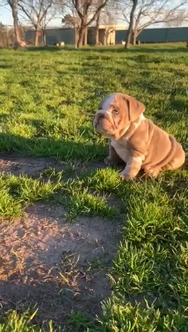Mini English Bulldog in Houston, Texas