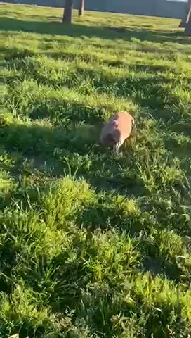 Mini English Bulldog in Houston, Texas