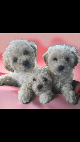 Maltipoo Boys in San Francisco, California