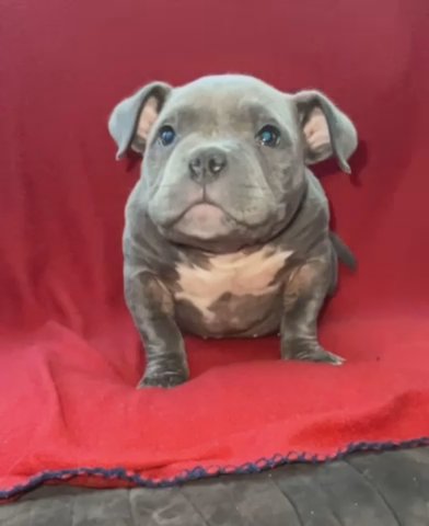 Muffin- Micro Bully in Providence, Rhode Island