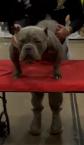 Rio-POCKET BULLY in Providence, Rhode Island