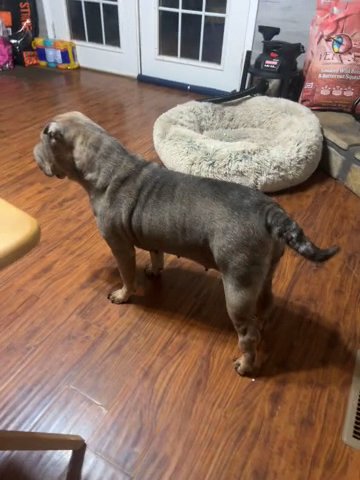 Half Frenchie Half Shar Pei in Fayetteville, North Carolina