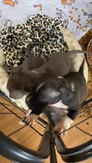 Xl Female Bully in Westfield, Massachusetts
