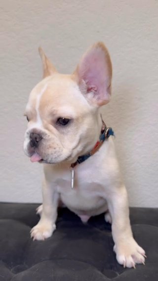 Cream Frenchie male in Houston, Texas
