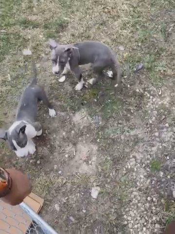 American Bully in Detroit, Michigan