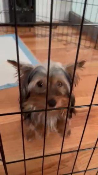 Yorkie For Sale in Brooklyn, New York