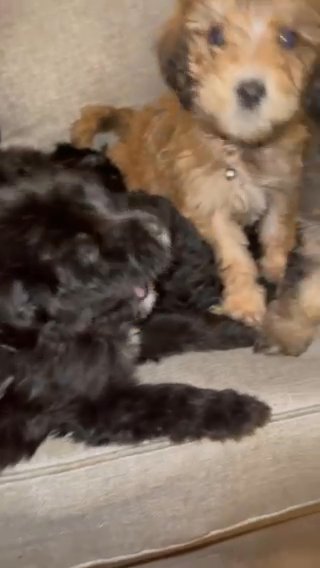 Labradoodle Puppies in Martinsburg, West Virginia