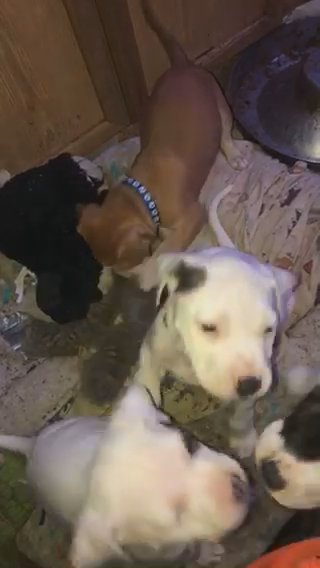 Pit Bull Puppies Looking For Homes in Grand Rapids, Michigan