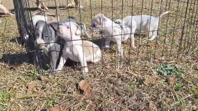 Standard/classic American bully puppies in Greenwood, South Carolina