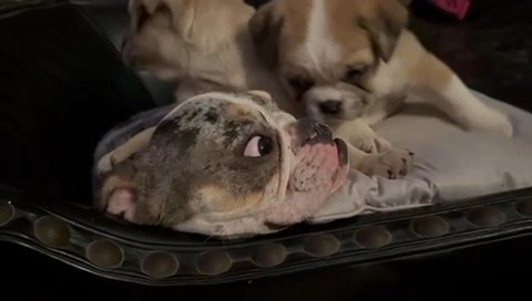 English Bulldogs for sale in San Diego, California