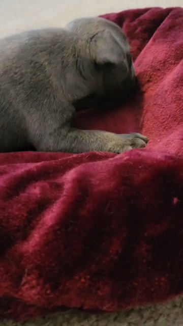 Blue brindle boy in Raleigh, North Carolina