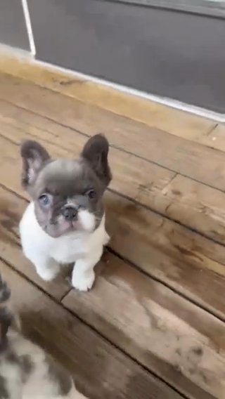 Fluffy Blue Pied Female in Charleston, South Carolina