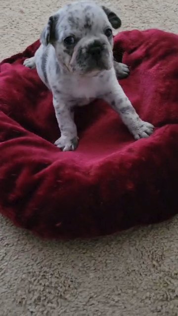 Blue merle girl in Raleigh, North Carolina