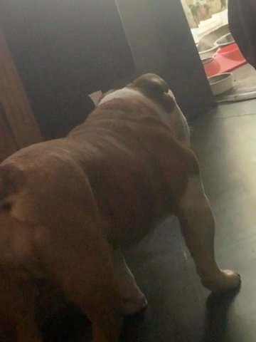 Young Breedable English Bulldog Female in New York City, New York