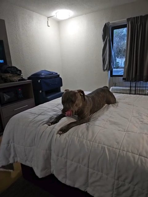 Brindle American bully female in Myrtle Beach, South Carolina